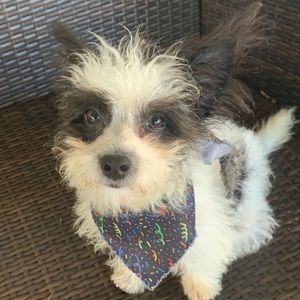 Meet your Posher, Shawn